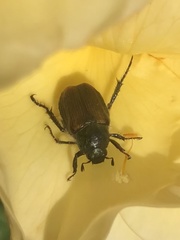 Strigoderma arbicola