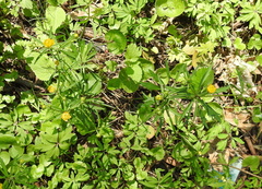 Ranunculus auricomus