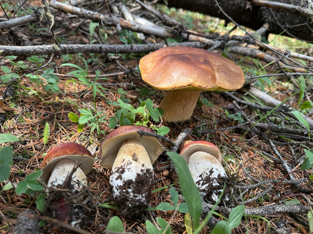 Ruby Porcini · August 2026 · photo: Photo: (c) Michael Tidwell, some rights reserved (CC BY) · iNaturalist