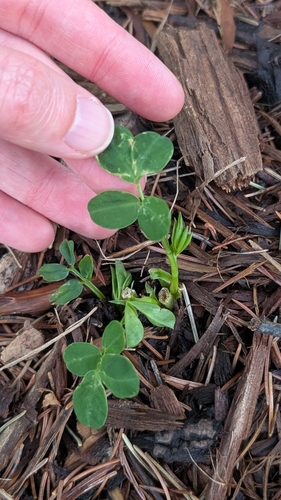 Arachis hypogaea