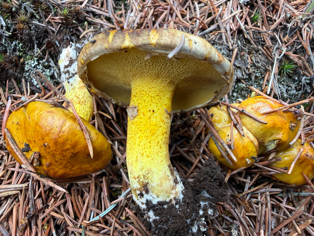 Chicken Fat Mushroom