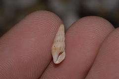 Austrodrillia angasi