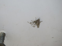 Uloborus walckenaerius