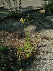 Centranthus calcitrapae