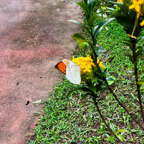 Great Orange Tip