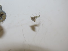 Uloborus walckenaerius