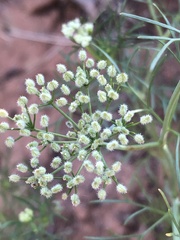 Spermolepis echinata