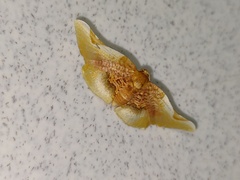 Pyrinioides sinuosus