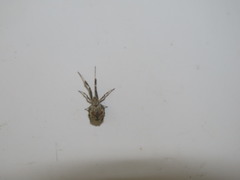 Uloborus walckenaerius