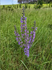 Salvia pratensis