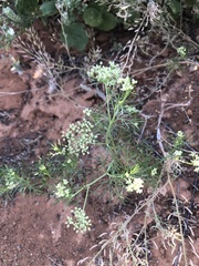 Spermolepis echinata