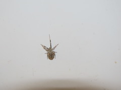 Uloborus walckenaerius