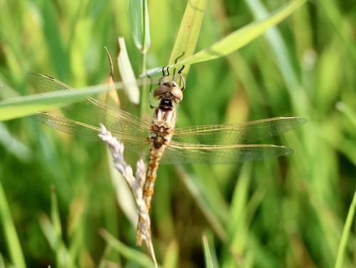 Variegated Meadowhawk