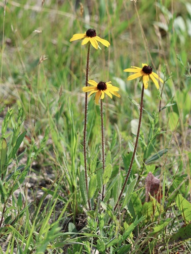 black-eyed Susan