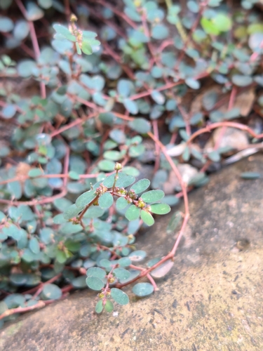 Euphorbia humifusa