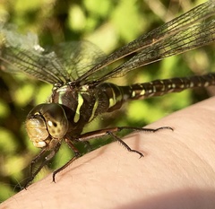 Aeshna umbrosa