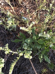 Cryptantha crassisepala crassisepala