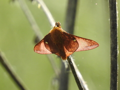 Anisota virginiensis