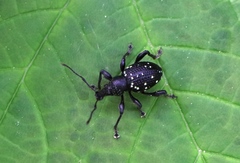 Otiorhynchus gemmatus