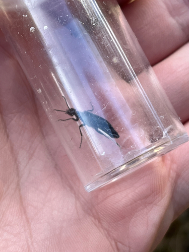 iNaturalist observation photo of Blister Beetles