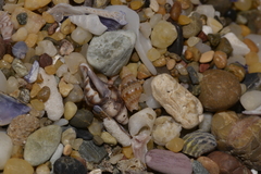 Pseudamycla dermestoidea