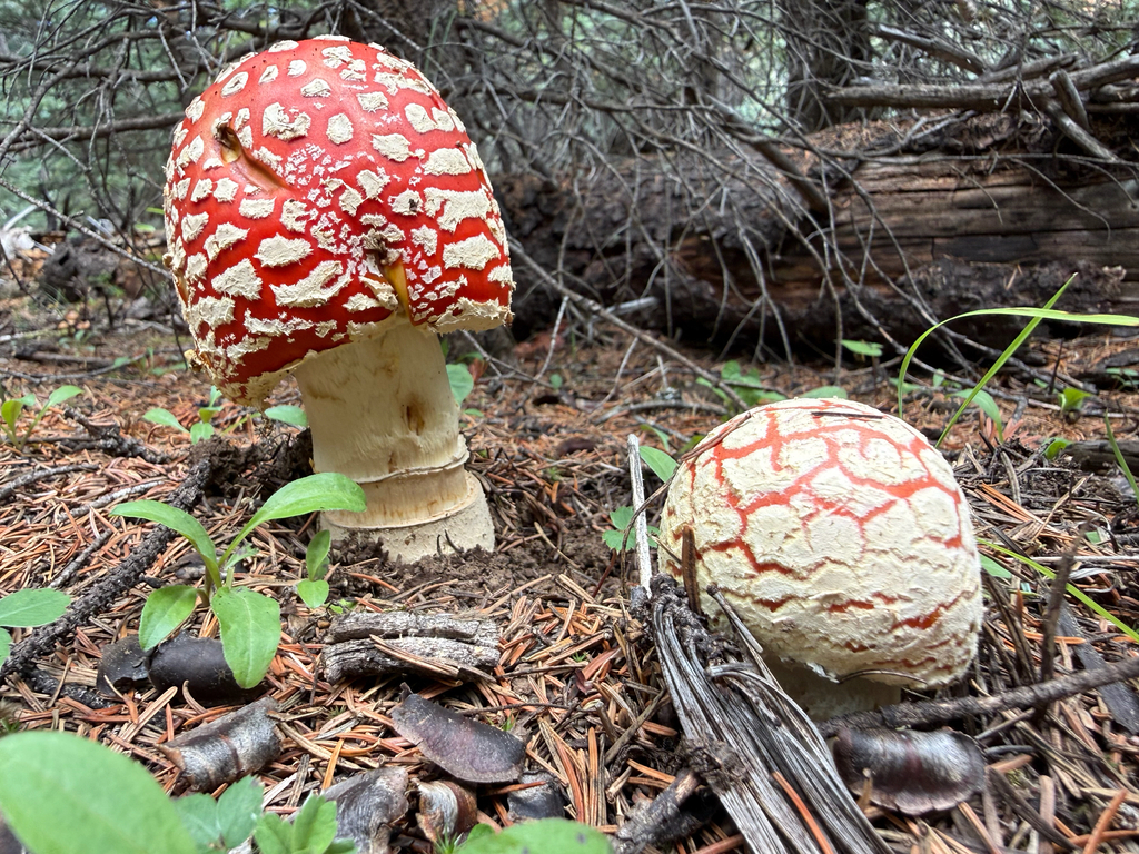 American Fly Agaric · August 2026 · photo: Photo: (c) Michael Tidwell, some rights reserved (CC BY) · iNaturalist