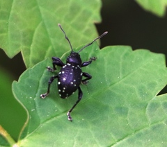 Otiorhynchus gemmatus