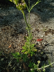 Centranthus calcitrapae