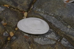 Tugali parmophoidea