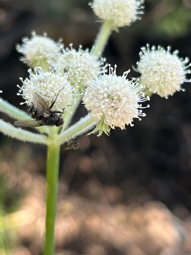 iNaturalist observation photo of Flies