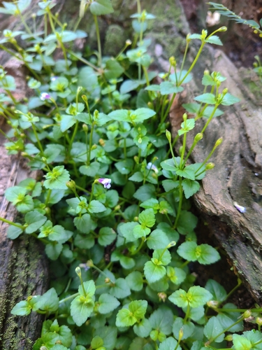 Brittle False Pimpernel
