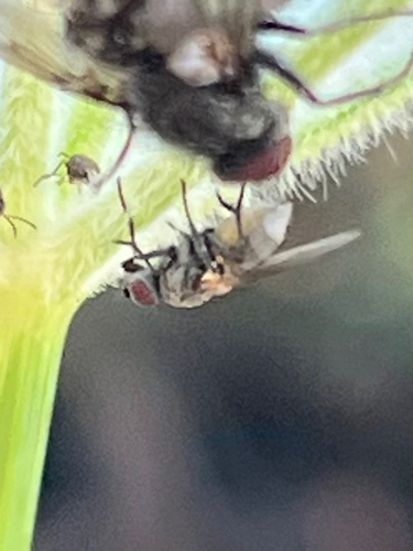 iNaturalist observation photo of Flies