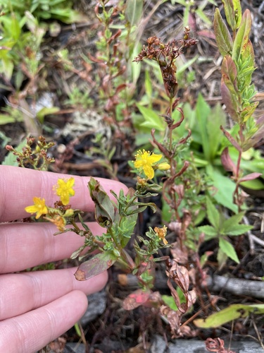 Hypericum ellipticum, photograph 2