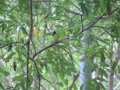 Machlolophus holsti