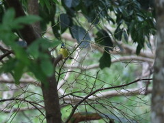 Machlolophus holsti