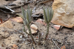 Kalanchoe tomentosa