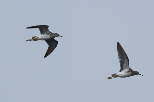 Lesser Yellowlegs