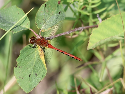 White-faced Meadowhawk