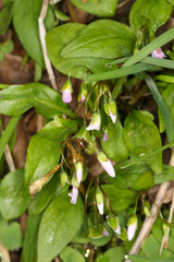 Claytonia virginica, photograph (c) Tom Field, some rights reserved (CC BY)