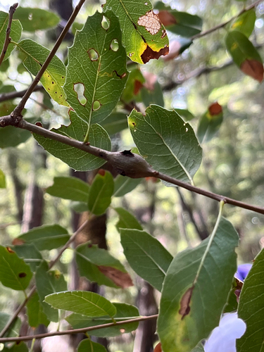 iNaturalist observation photo of Ruptured Twig Gall Wasp