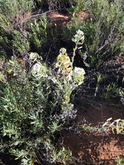 Dimorphocarpa candicans