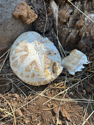 iNaturalist observation photo of Giant Sawgill