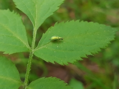 Polydrusus pterygomalis