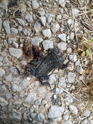 American Toad