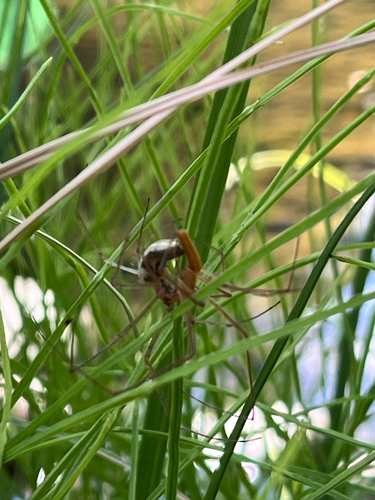iNaturalist observation photo of Stretch Spiders