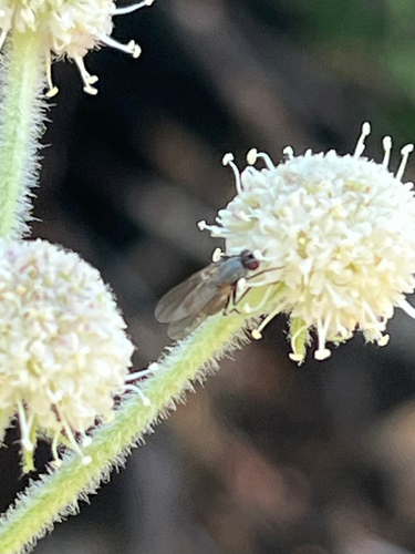 iNaturalist observation photo of Flies