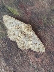 Racotis boarmiaria