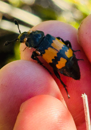 iNaturalist observation photo of Boreal Burying Beetle