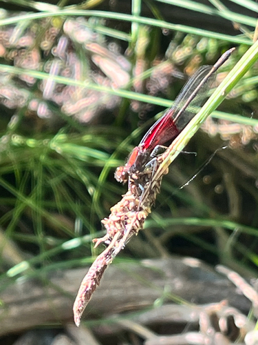 iNaturalist observation photo of American Rubyspot