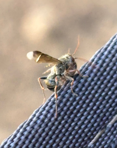 iNaturalist observation photo of Deuterageniini